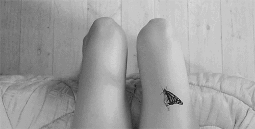 蝴蝶 butterfly animal 黑白