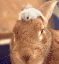 兔子 可爱 头顶上 小老鼠