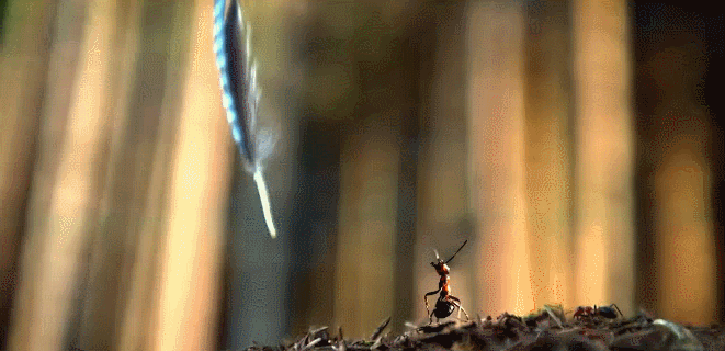 动物 神话的森林 纪录片 羽毛 蚂蚁