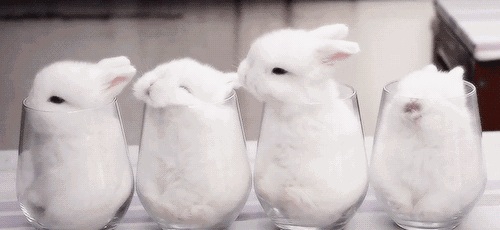 小兔子 白色 四只 可爱