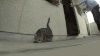 猫咪 猫 可爱 喵星人