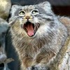 伸舌头 打哈欠 猫咪 搞笑 可爱