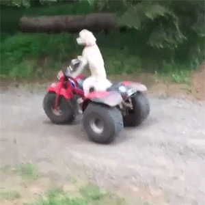 狗狗  开车  搞笑  聪明