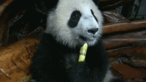 好好吃 你要不要来点 好甜啊 看什么 熊猫 国宝 吃竹子 萌萌哒