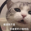 猫咪 尖牙 大眼睛 难道我不是 最爱的小猫咪