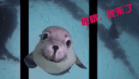 萌宠 海豹 哇哦我来了