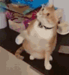 猫咪 玩耍 整蛊 萌宠