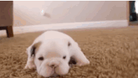 斗牛犬 baby 爬 萌化了 地毯