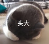 萌宠 猫星人 头大 无奈 呆萌 可爱