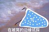 白鹭 恶搞 雷人 斗图 周一 在被窝的边缘试探