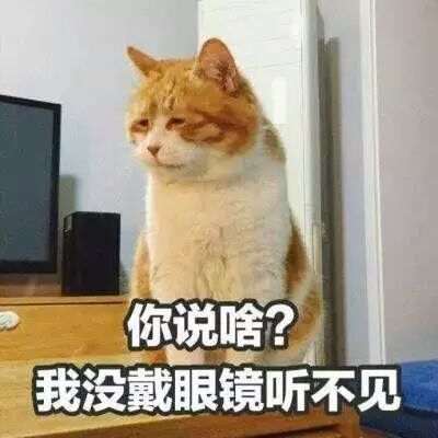 猫gif喵星人gif铲屎官gif猫咪gif可爱gif呆萌gif