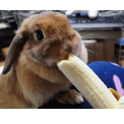 兔子 吃香蕉 可爱