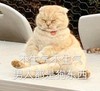 萌宠 猫星人 不生气 男人都是狗东西 呆萌 可爱