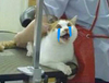 喵星人 猫主子 桌子 搞笑