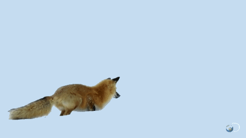 狐狸 跳跃 咔住 倒立