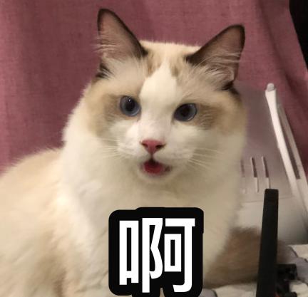萌宠 猫咪 可爱 喵星人 文字表情包