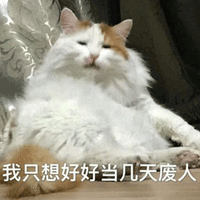 猫 废人 伤心 可爱 呆萌