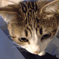 萌宠 猫咪 可爱 搞笑