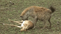 豺狗 狍子 猎物 捕猎