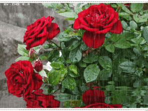 雨天 玫瑰 花朵 植物