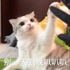 萌宠 猫星人 别一天到晚叭叭叭 生气 呆萌 可爱
