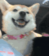 开心 笑 萌宠 二哈 狗