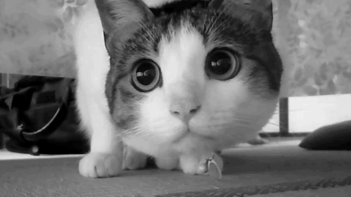猫咪 警惕 眼神 可爱