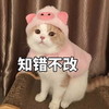 萌宠 猫星人 知错不改 不服气 呆萌 可爱