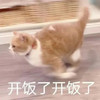 萌宠 猫星人 开饭了 开心 搞怪 呆萌
