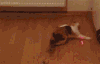 猫咪 追灯光 转圈 搞笑
