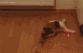 猫咪 追灯光 转圈 搞笑
