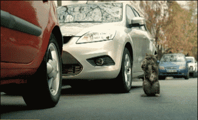 猫咪 指挥 倒车 搞笑