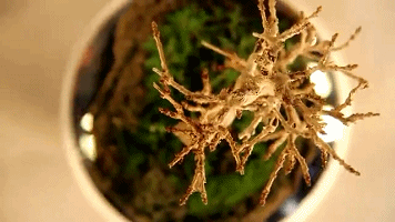 空中盆栽 Hoshinchu 磁悬浮 植物