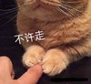 萌宠 猫星人 不许走 嫌弃 呆萌 可爱