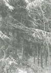 雪林 中雪 大风 黑白 自然  snow nature