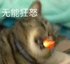 萌宠 猫星人 无能狂怒 生气 呆萌 可爱