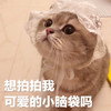 萌宠 猫星人 想拍拍我可爱的小脑袋吗 害羞 呆萌 可爱