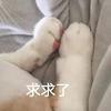 萌宠 猫星人 求求了 拜托 呆萌 可爱