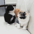 猫咪 玩耍 可爱 兄弟