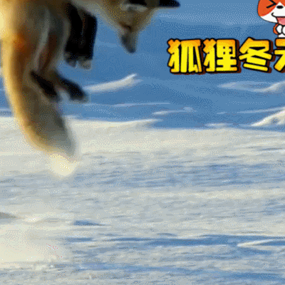 二哈 狗狗 汪星人 萌寵 可愛(ài)