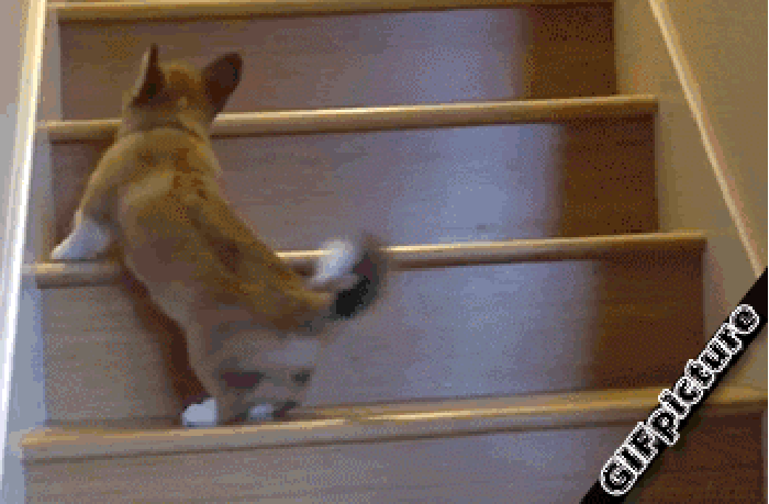 小狗 跳跃 楼梯 腿短