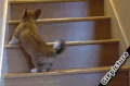 小狗 跳跃 楼梯 腿短