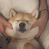 狗狗 捏脸 拒绝 卖萌