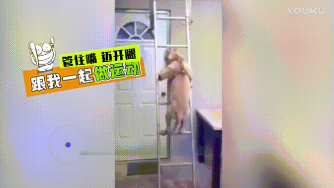 狗狗 爬楼梯 搞笑 萌宠