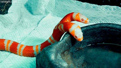 双头蛇 吐舌头 喝水 红色 爬行