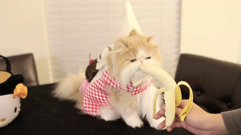 小猫 猫 动画 可爱的 凯蒂 香蕉