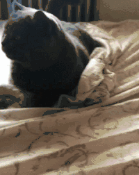 猫咪 可爱 寻找 跑走