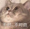 萌宠 喵星人 不对 不对劲 搞怪 逗