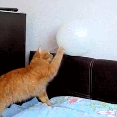 猫咪 玩气球 白色 可爱