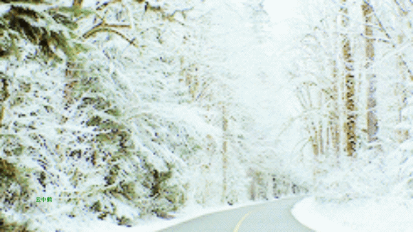 风景 雪景 小路 两旁 松树 白雪皑皑 没有尽头